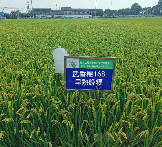 武香粳168-水稻種子-金土地