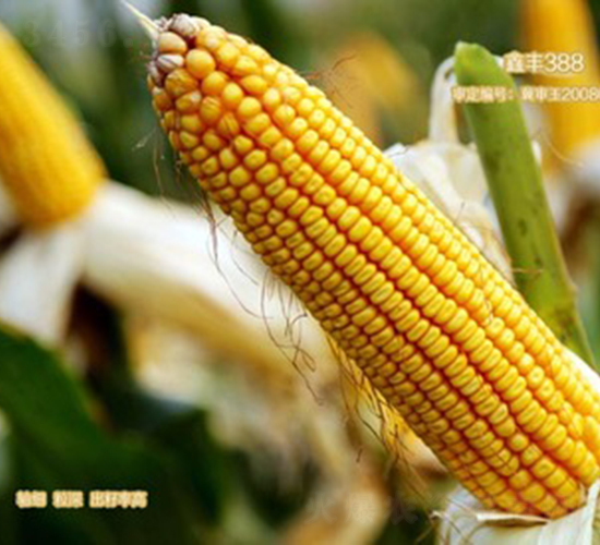 ���S388-���׷N��-���S�N�I(y��)