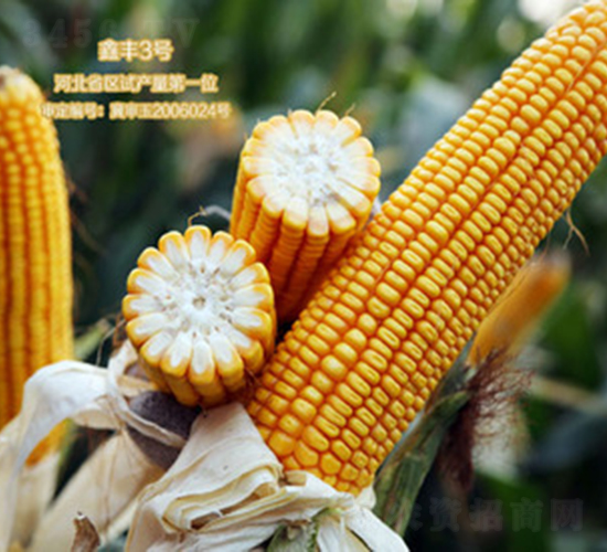 ���S3̖(h��o)-���׷N��-���S�N�I(y��)