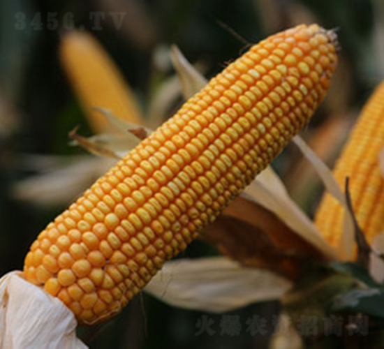 ���S5̖(h��o)-���׷N��-���S�N�I(y��)