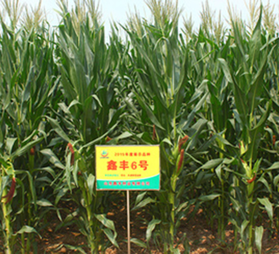 鑫豐6號(hào)-玉米種子-鑫豐種業(yè)
