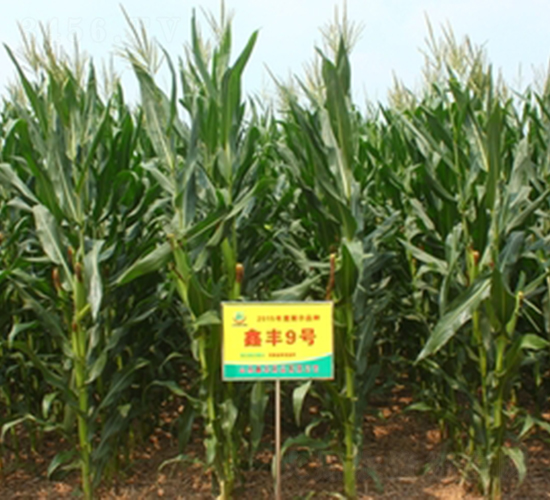 ���S9̖(h��o)-���׷N��-���S�N�I(y��)