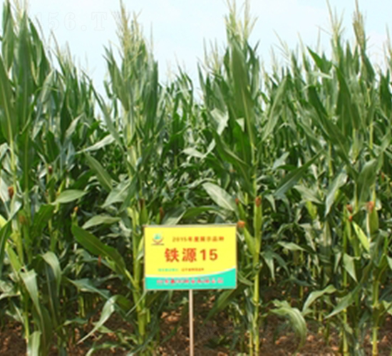 �FԴ15̖(h��o)-���׷N��-���S�N�I(y��)