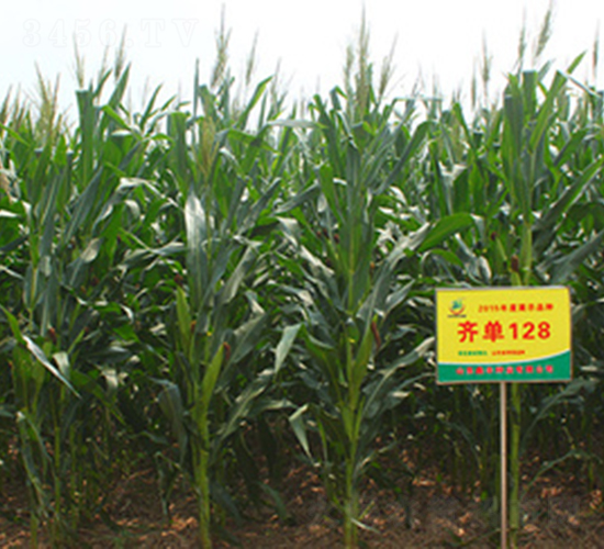 �R��128-���׷N��-���S�N�I(y��)