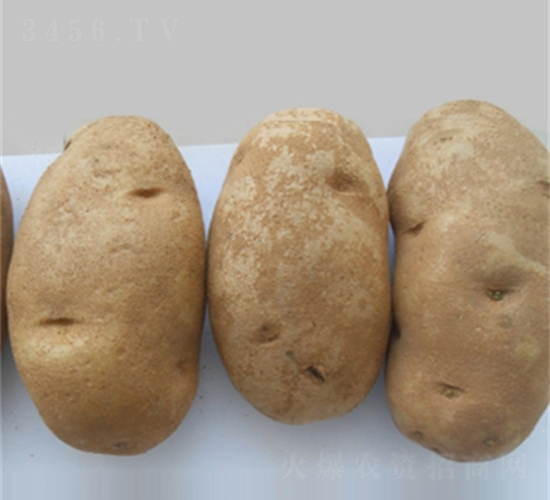 布爾班克-土豆種子-民豐種業(yè)