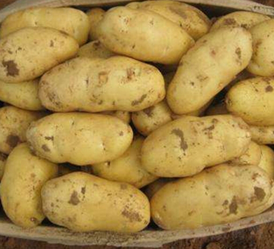 冀張薯12號-土豆種子-民豐種業(yè)