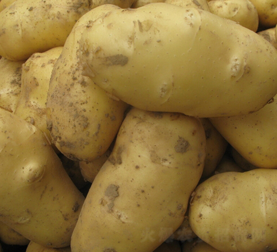 民豐12號(hào)-土豆種子-民豐種業(yè)