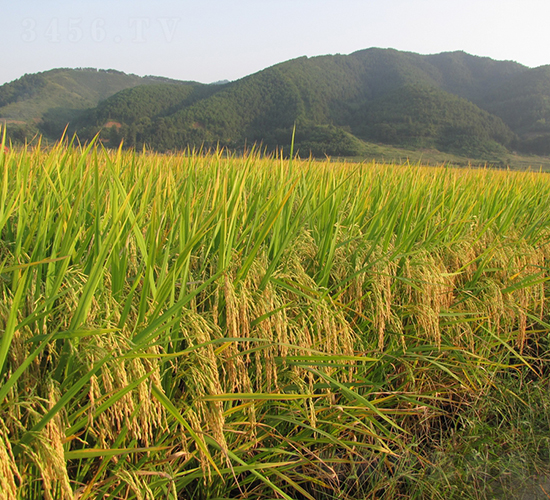 ���Ƀ�(y��u)527-ˮ���N��-�����N�I(y��)