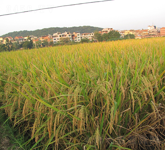 兩優(yōu)1259-水稻種子-六三種業(yè)