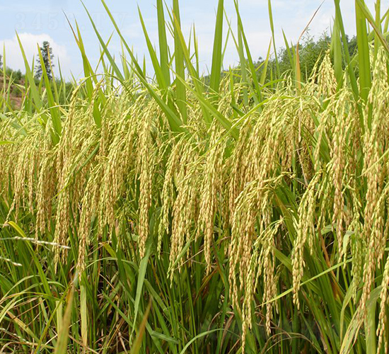 明糯優(yōu)6號(hào)-水稻種子-六三種業(yè)