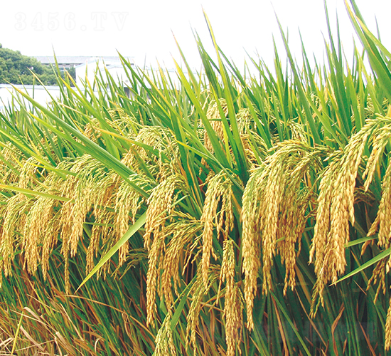 ɽ�Ƀ�(y��u)��ռ-ˮ���N��-�����N�I(y��)