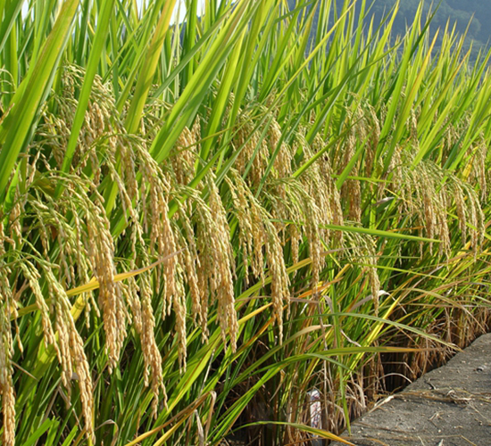 �ȃ�(y��u)��ռ-ˮ���N��-�����N�I(y��)