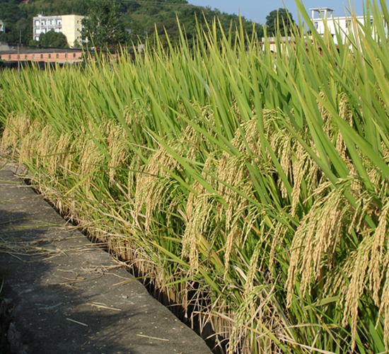 特優(yōu)明占-水稻種子-六三種業(yè)