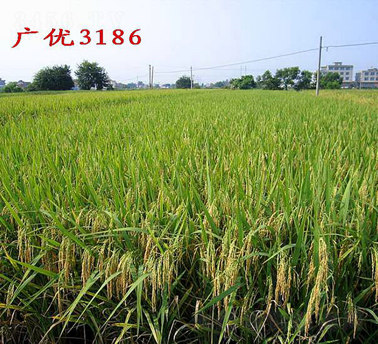 廣優(yōu)3186-水稻種子-六三種業(yè)