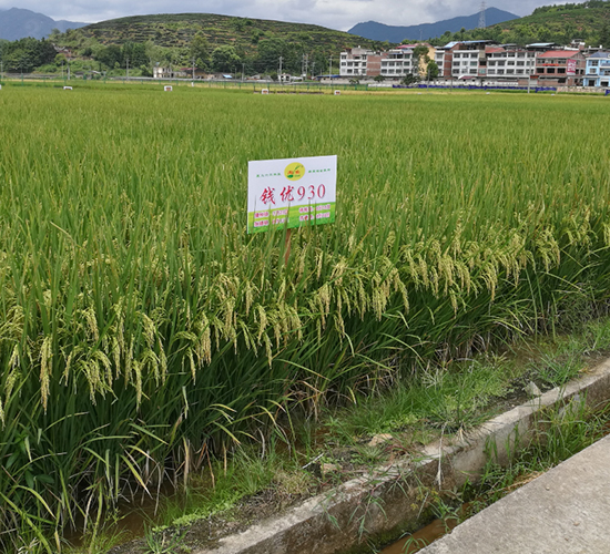錢優(yōu)930-水稻種子-六三種業(yè)