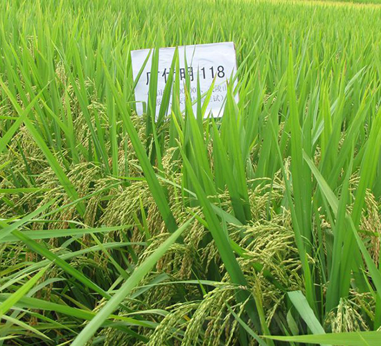 �V��(y��u)��118-ˮ���N��-�����N�I(y��)