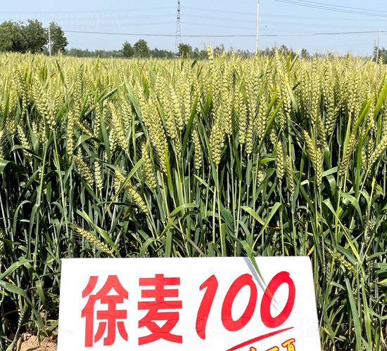 ����100-С���N��-���÷N�I(y��)