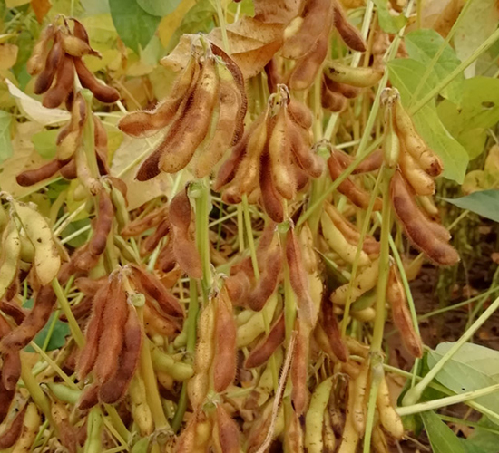 安豆5240-大豆種子-安陽農(nóng)科