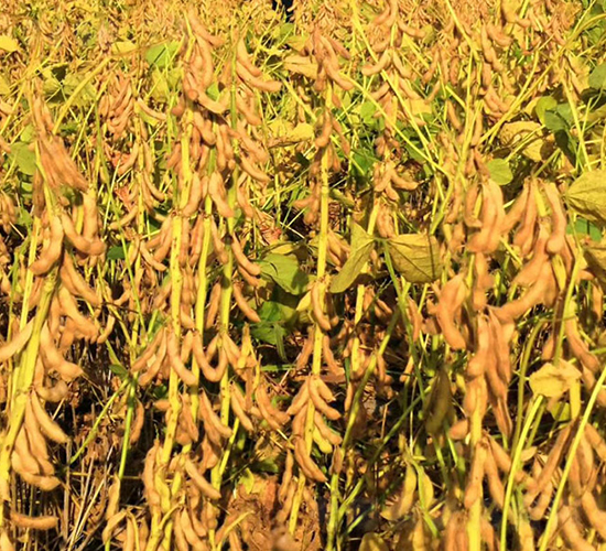 安豆109-大豆種子-安陽(yáng)農(nóng)科