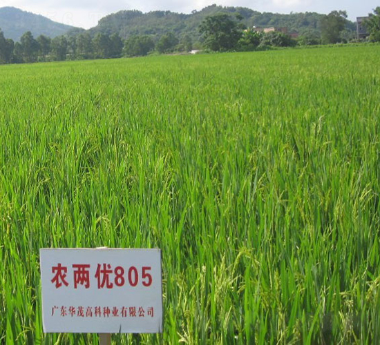 農(nóng)兩優(yōu)805-水稻種子-華茂高科