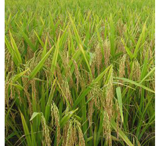 ���s8763-ˮ���N��-�Aï�߿�