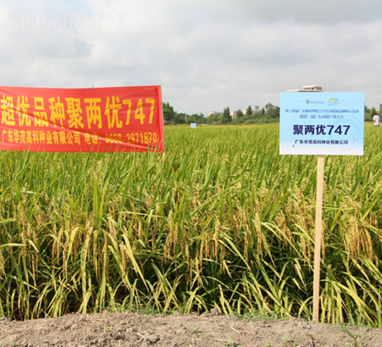聚兩優(yōu)747-水稻種子-華茂高科