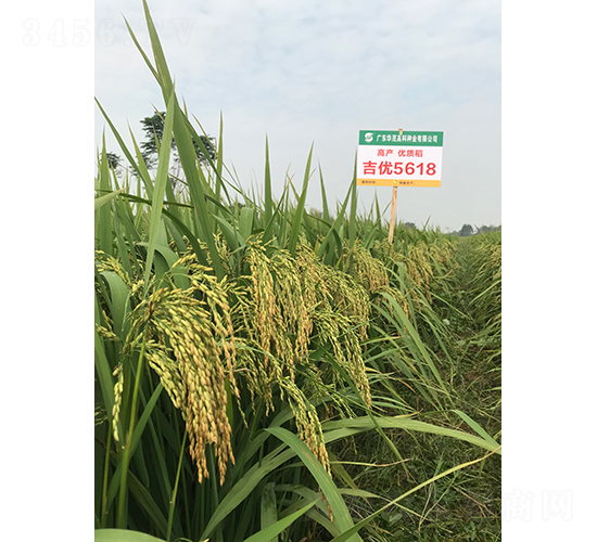 ����(y��u)5618-ˮ���N��-�Aï�߿�