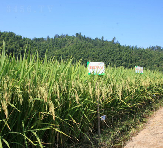 全優(yōu)3301-水稻種子-科薈種業(yè)