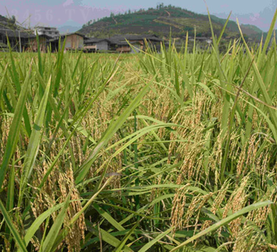 谷優(yōu)3119-水稻種子-科薈種業(yè)