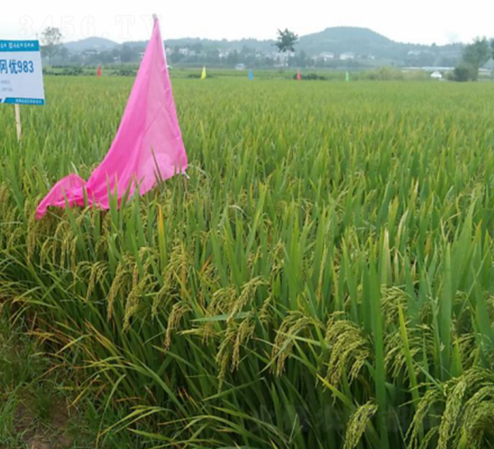 金岡優(yōu)983-水稻種子-科薈種業(yè)