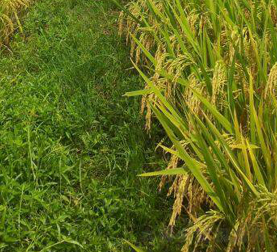 廣兩優(yōu)6308-水稻種子-科薈種業(yè)