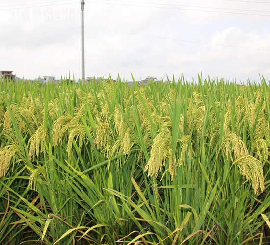 宜香3724-水稻種子-科薈種業(yè)