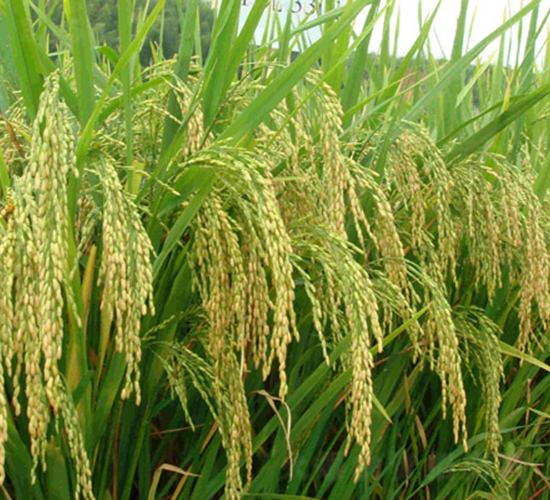 II��(y��u)3301-ˮ���N��-���C�N�I(y��)