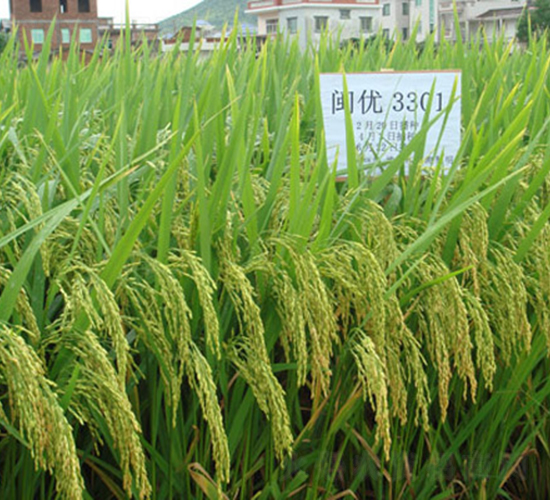 閩豐優(yōu)3301-水稻種子-科薈種業(yè)