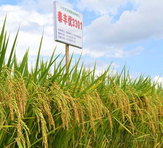 泰豐優(yōu)3301-水稻種子-科薈種業(yè)