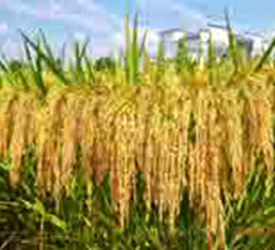 金谷優(yōu)3301-水稻種子-科薈種業(yè)