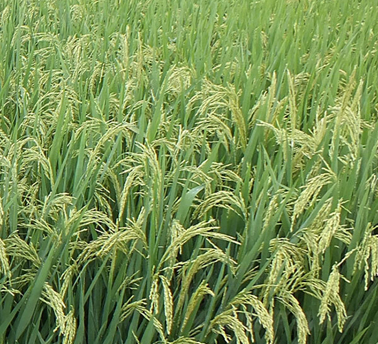 豐優(yōu)800-水稻種子-希望種業(yè)