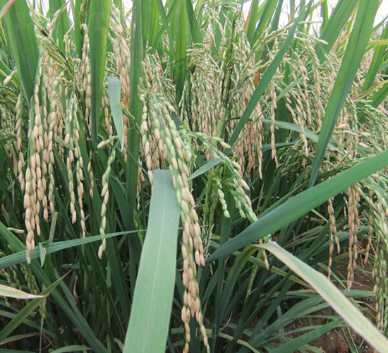 杰豐優(yōu)1號-水稻種子-希望種業(yè)