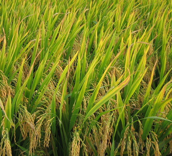 �L(zh��ng)�Ƀ�(y��u)35-ˮ���N��-ϣ���N�I(y��)