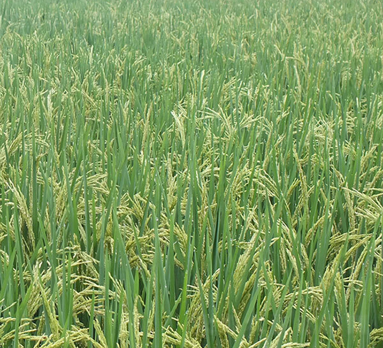 資優(yōu)299-水稻種子-希望種業(yè)