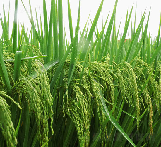 N兩優(yōu)1號-水稻種子-希望種業(yè)