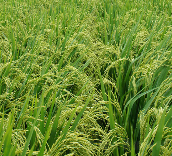 Y兩優(yōu)6號(hào)-水稻種子-希望種業(yè)