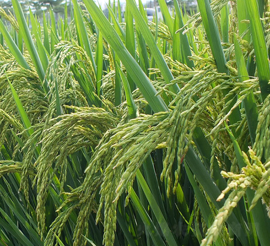 望兩優(yōu)312-水稻種子-希望種業(yè)