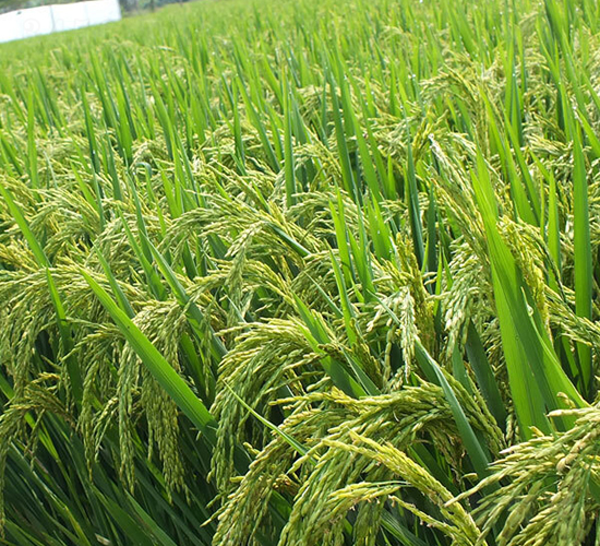 B�Ƀ�(y��u)141-ˮ���N��-ϣ���N�I(y��)