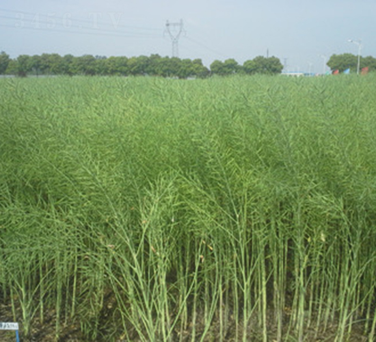 �����s6815-�Ͳ˷N��-���A���r(n��ng)