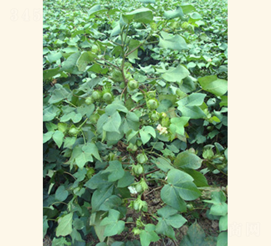 潤雜棉4號-棉花種子-惠華三農(nóng)