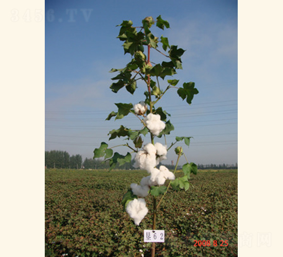 潤雜棉3號-棉花種子-惠華三農