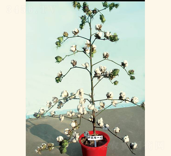 科抗棉1號(hào)-棉花種子-惠華三農(nóng)