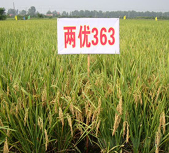 兩優(yōu)363-水稻種子-惠華三農