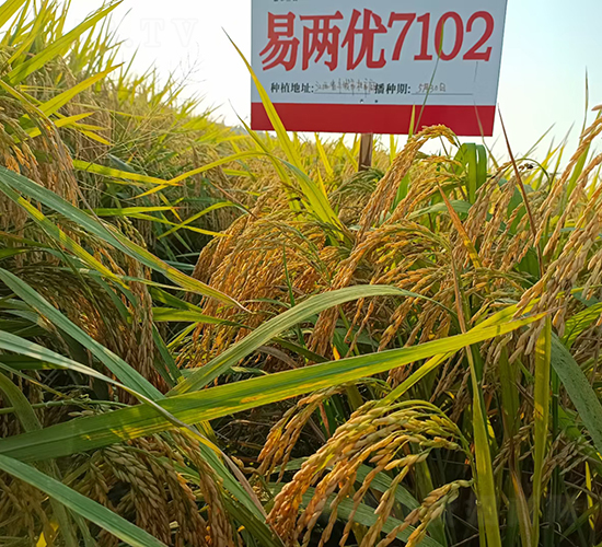 易兩優(yōu)7102-水稻種子-惠華三農(nóng)